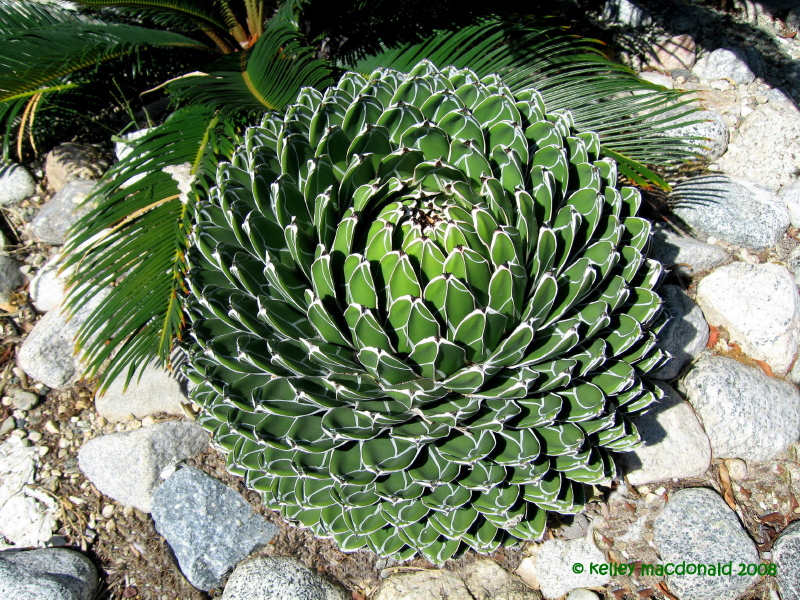 Queen Victoria agave
